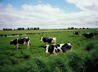 在河边背景图片_黑白牛在河边吃草