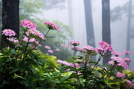 粉色雾背景图片_雾中的粉色花朵和树木