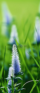 草地上背景图片_背景草地上一些花的特写
