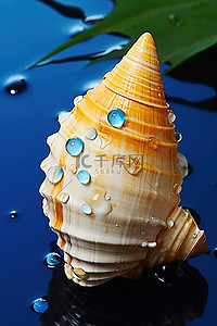有有背景图片_一个大贝壳，上面有一些水滴