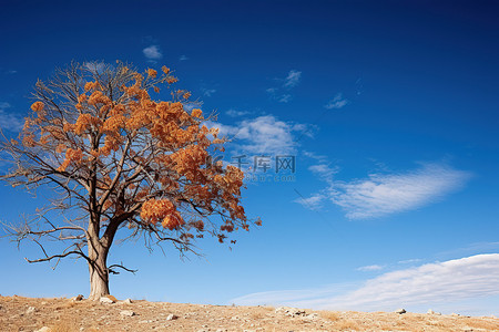 果树景观背景图片_蓝天上一棵美丽的树