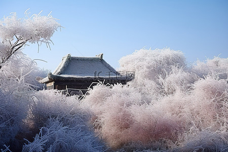 蓝天和几根结霜的树枝