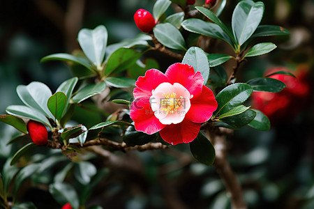 白色的花背景图片_红色和白色的花在灌木上