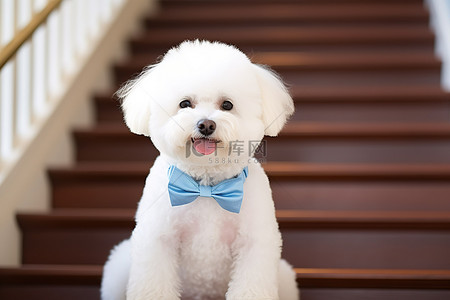 一只戴着蓝色领结的白色比雄犬坐在楼梯上