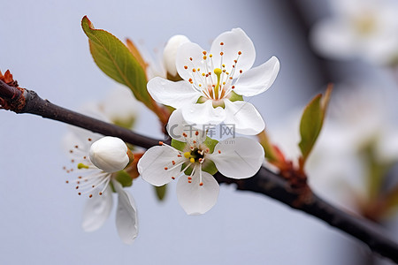 白梨花背景图片_树上的白苹果花