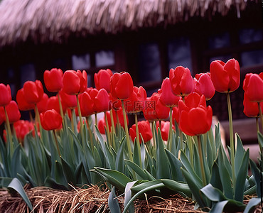 植物香背景图片_茅草屋前的红色郁金香