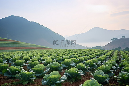 自有种植背景图片_韩国尼松山区种植着一片卷心菜