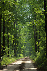 川背景背景图片_森林中的一条路