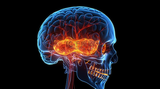 大脑 X 射线特写的详细 3D 渲染