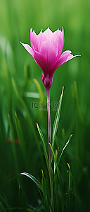 一朵绿花背景图片_绿草和一朵紫色的花