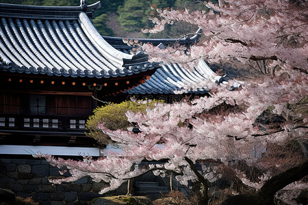 寺庙旅行背景图片_一棵开花的树下看到一座亚洲风格的建筑