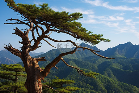 白描老树背景图片_一棵老树矗立在山前