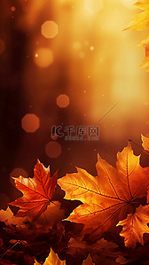 黄色枫叶树林背景图片_秋天季节金黄叶子