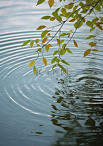 水面水中背景图片_水中的一片叶子反射出一些水