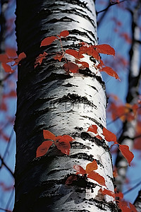 树皮入药背景图片_白桦树皮和树叶