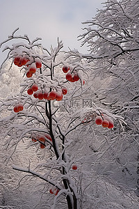 雪覆盖的公园里的果树