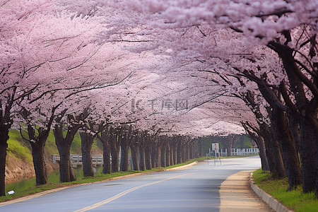 赏花赏花背景图片_道路两旁种满了樱花树