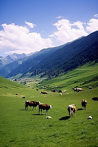 山上绿色田野上的牛