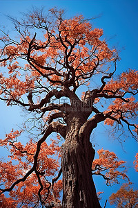枫叶山背景图片_日本长井山公园蓝天的树