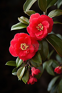 山茶油田背景图片_红山茶 山茶花 紫花山茶