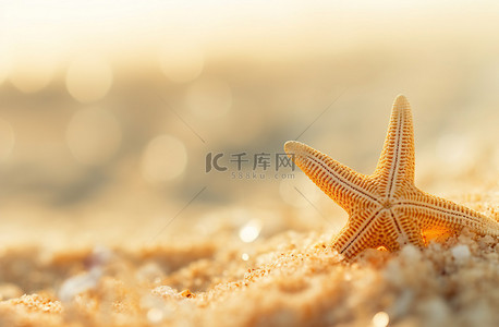 表面上的海星让人想起温暖日子里的沙滩