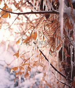 雪枫叶背景图片_腐烂树枝上的冰