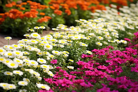 白色花背景图片_色彩缤纷的花坛里的花朵