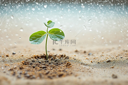施肥浇水背景图片_沙丘中生长的作物发芽作物的浇水