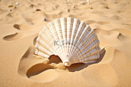 沙子上风扇前面的贝壳