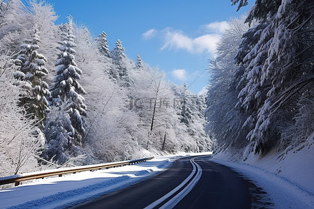 树林路背景图片_一条穿过松树林的积雪路