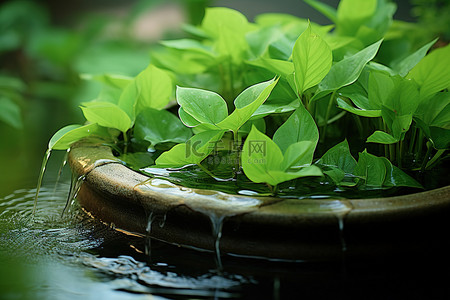 施肥浇水背景图片_一盆绿叶正在浇水