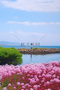 池塘花背景图片_海边有粉红色花朵的小池塘