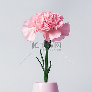 白色背景花瓶上的粉色康乃馨