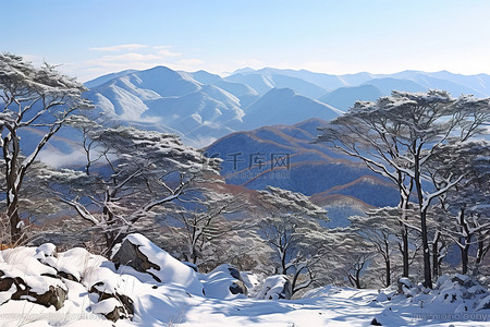 雪景山脉背景图片_全天积雪的山脉和树木