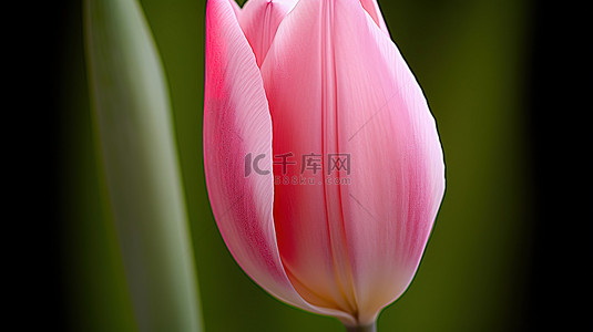 植物香背景图片_粉红色的郁金香花在后面的前景 01 这是郁金香的季节