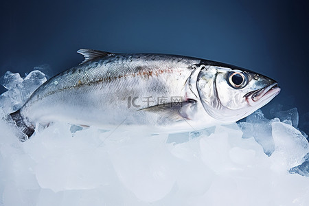 冰上的鱼有眼睛