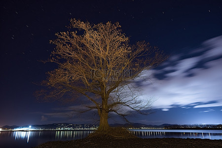 夜间，一小片水域上一棵孤独的白树