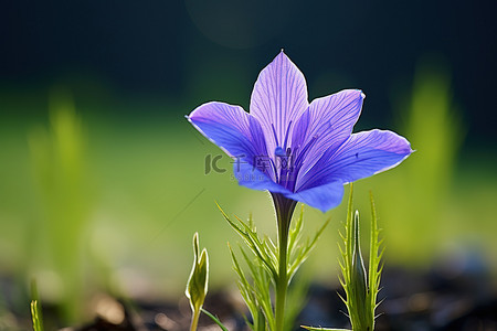 一朵蓝色的花生长在绿草之上