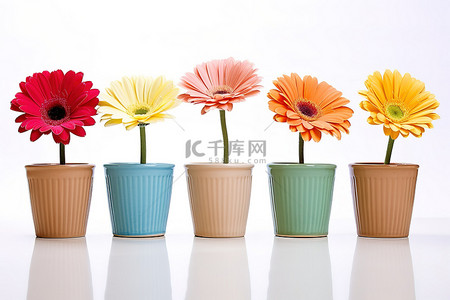 陶土背景图片_白色表面上的木制陶土花瓶中的五朵小彩色格伯雏菊