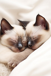 睡觉的人背景图片_两只暹罗小猫睡在床上