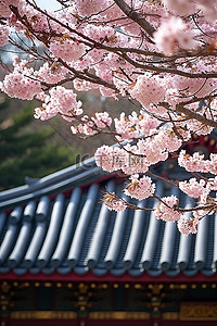 寺庙旅行背景图片_百静宫樱花盛开