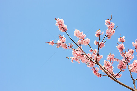蓝天映衬下的粉色花树