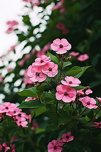 一群花朵背景图片_一群粉红色的花朵，周围有一些绿叶