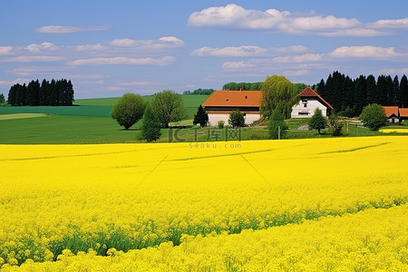 一片黄色的麦田，有树木和房屋