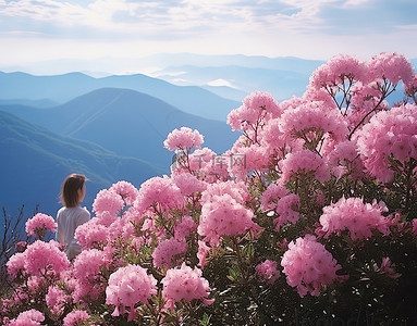 山粉色背景图片_云附近山上盛开的花朵