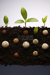 种子泥土背景图片_种子长成泥土，以便种植在种子中