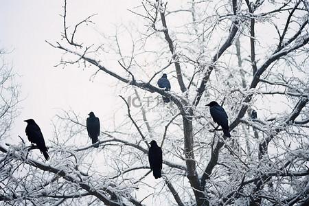 叼着肉的乌鸦背景图片_乌鸦栖息在被雪覆盖的树枝上