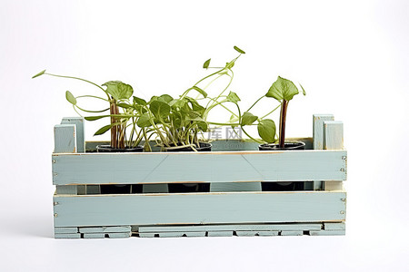 盆栽发芽背景图片_酒篮和板条箱里的植物