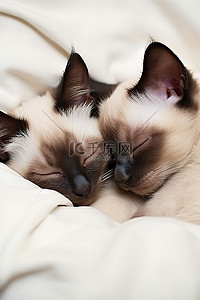睡觉的人背景图片_两只暹罗小猫睡在一个枕头里