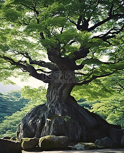 背大石头背景图片_大橡树，树枝围绕着大石头